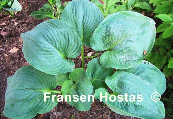 Hosta Puckered Giant